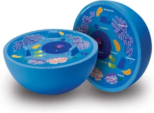 Learning Resources Cross-Section Animal Cell Model, Soft Foam, Early Biology, Classroom Teaching Aid, Grade 4 