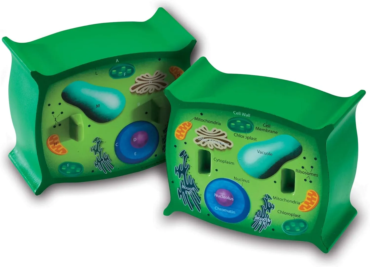 Learning Resources Cross-Section Plant Cell Model, Plant Anatomy, Science Classroom Accessories, 2 Foam Pieces, Ages 7 , Multi, 5 x 4 x 4.5 inches (LER1901)