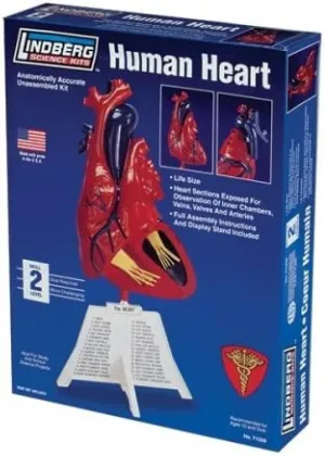 Lindberg Human Heart