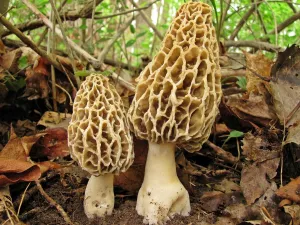 Spores Morel Mushrooms Mycelium Spawn Substrate Seeds Non GMO for Planting